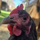 gentelhen