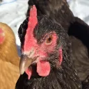 gentelhen
