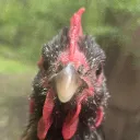 gentelhen