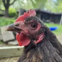 Gentelhen