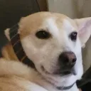 amlodude