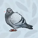 localpigeonlady