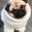 Аватар the_senka.