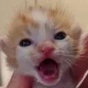 stickydacat