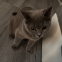 avatar • ♡ • ʟɪʟꜱʜᴀᴡᴛʏ • ♡ •