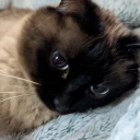 avatar taglierino e belissima