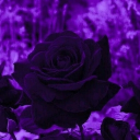 avatar Rose Before Hoes(✿ ♡‿♡)