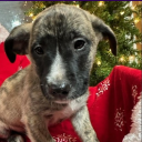 avatar festive bunnie