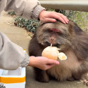 avatar rubikscubezmoi