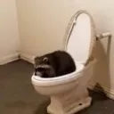 raccooninatoliet