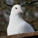 kristus69