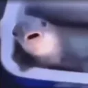 rblbeha