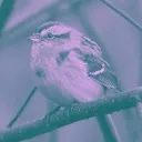 sparrow8590