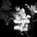 avatar 𝐝 𝐮 𝐥 𝐥 𝐢