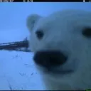 beardelphi