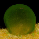 avatar ᴏᴘʜʀʏᴅɪᴜᴍ ᴠᴇʀꜱᴀᴛɪʟᴇ