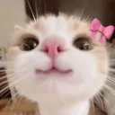 leinayui