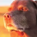 33kremit