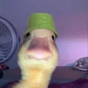 fimlicek