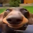 fimlicek