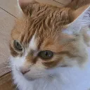 miau1026