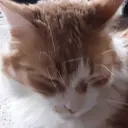 miau1026