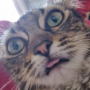avatar MOI