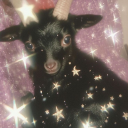 avatar Lányok ez itt a Ferenc körút