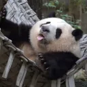 toxicfluffypanda