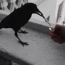 slothcrow