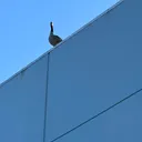 greezygoose