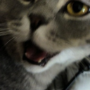 avatar Une pomme de terre