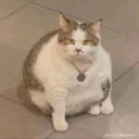 avatar Une pomme de terre