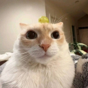 GrapeWho