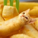 avatar cat fry