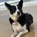 dangerdogs1234