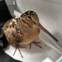 avatar викторианский насморк