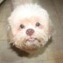 avatar elli
