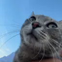 neyced