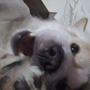 avatar em six-two-six