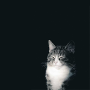 avatar lᴉouǝlシ