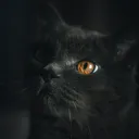 itsthevoidcat
