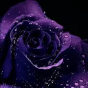 nightfury4909