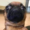 pug4841