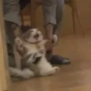 kangaroodev