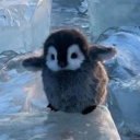 avatar ♡𝒮𝑒𝒾♡ (prinsmoth)