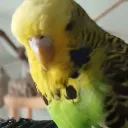 glueguyofficial