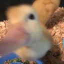 asianduckonquack avatar