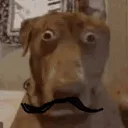 dawg267 avatar