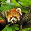 gentleredpanda
